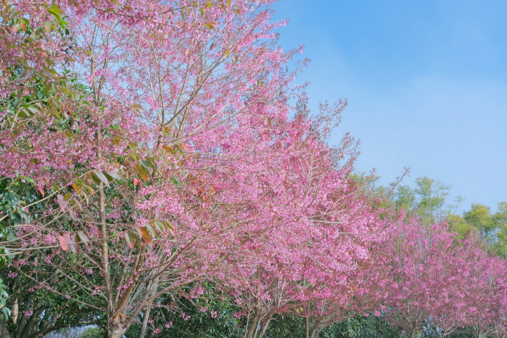 📷宜良福眼景区冬樱花🌸
