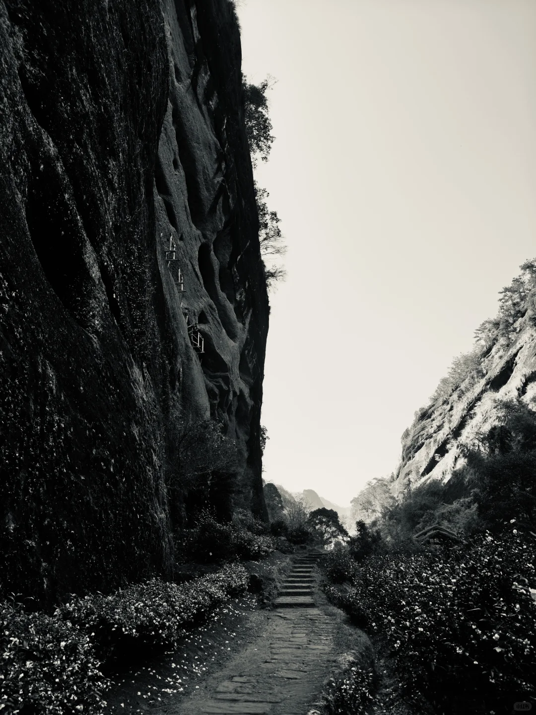 武夷山茶狗随行攻略