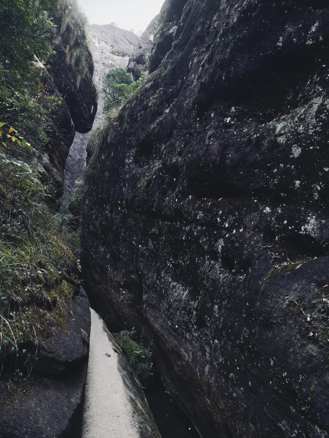 武夷山茶狗随行攻略