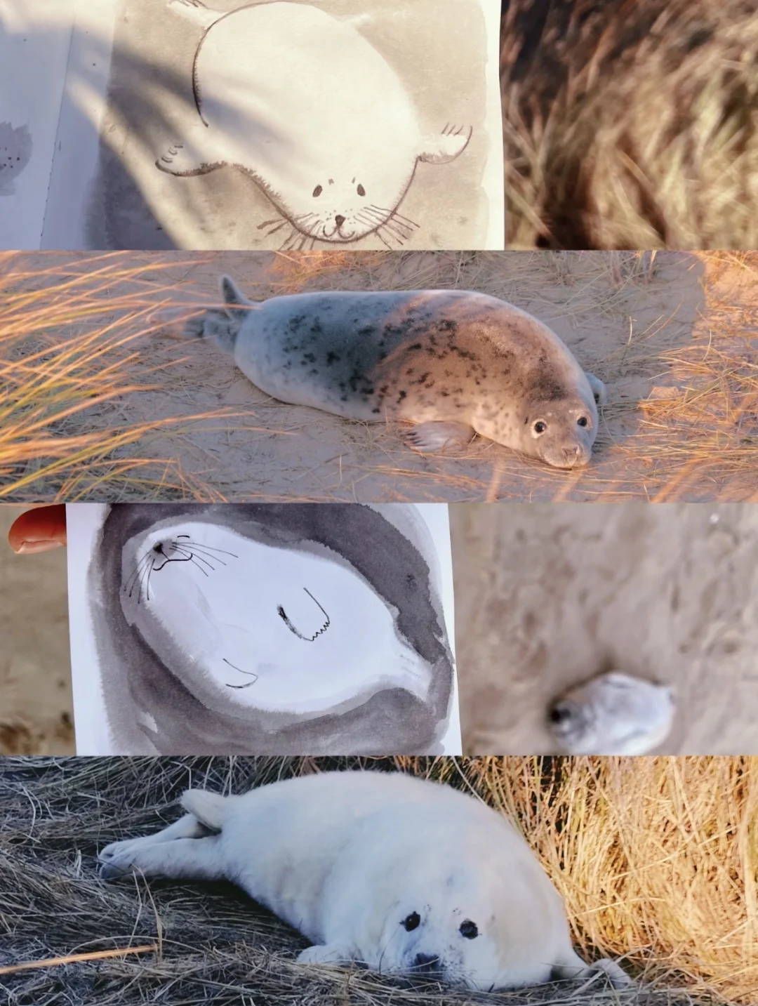 又到英国一年一度看野生小海豹时📍附攻略