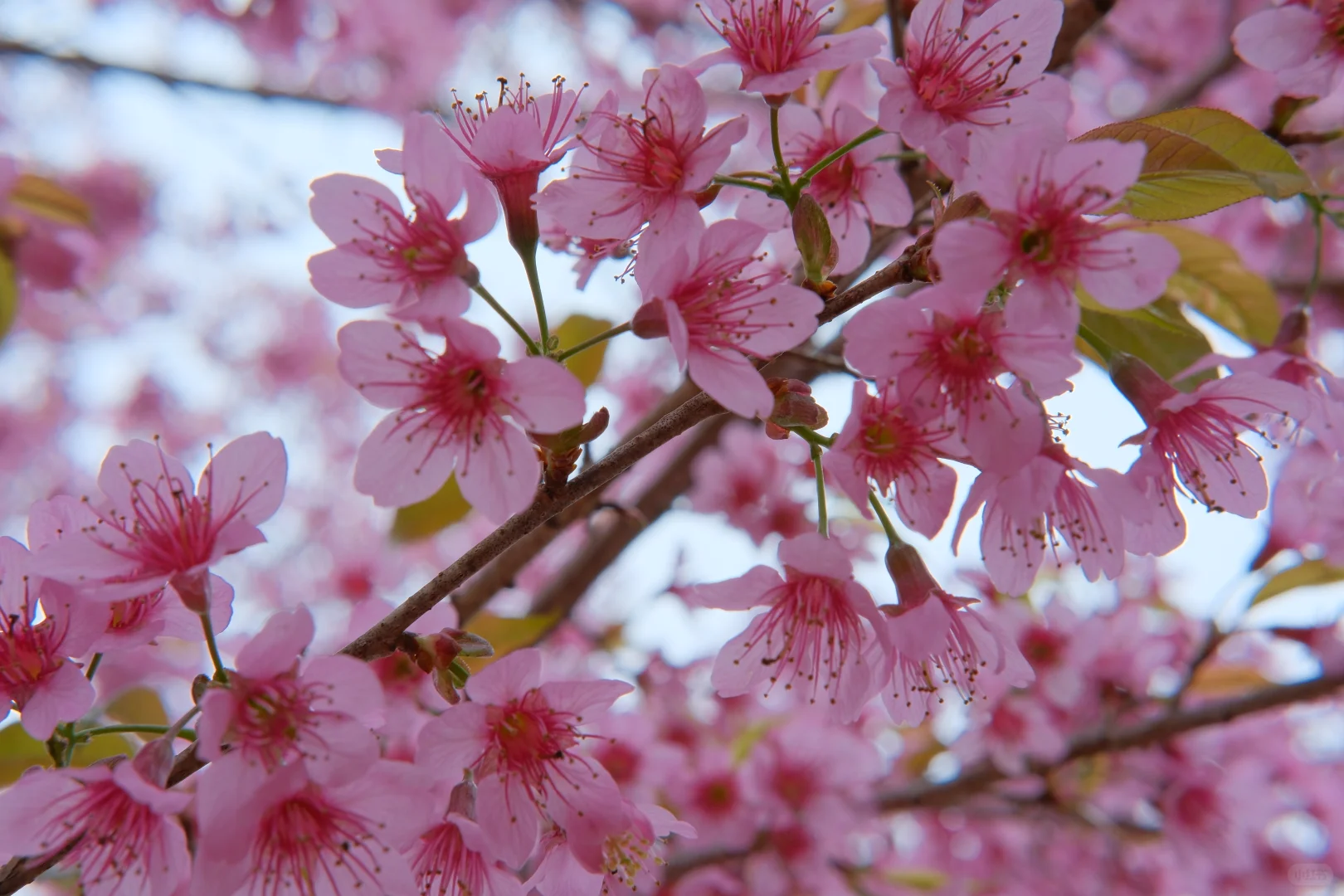 📷宜良福眼景区冬樱花🌸