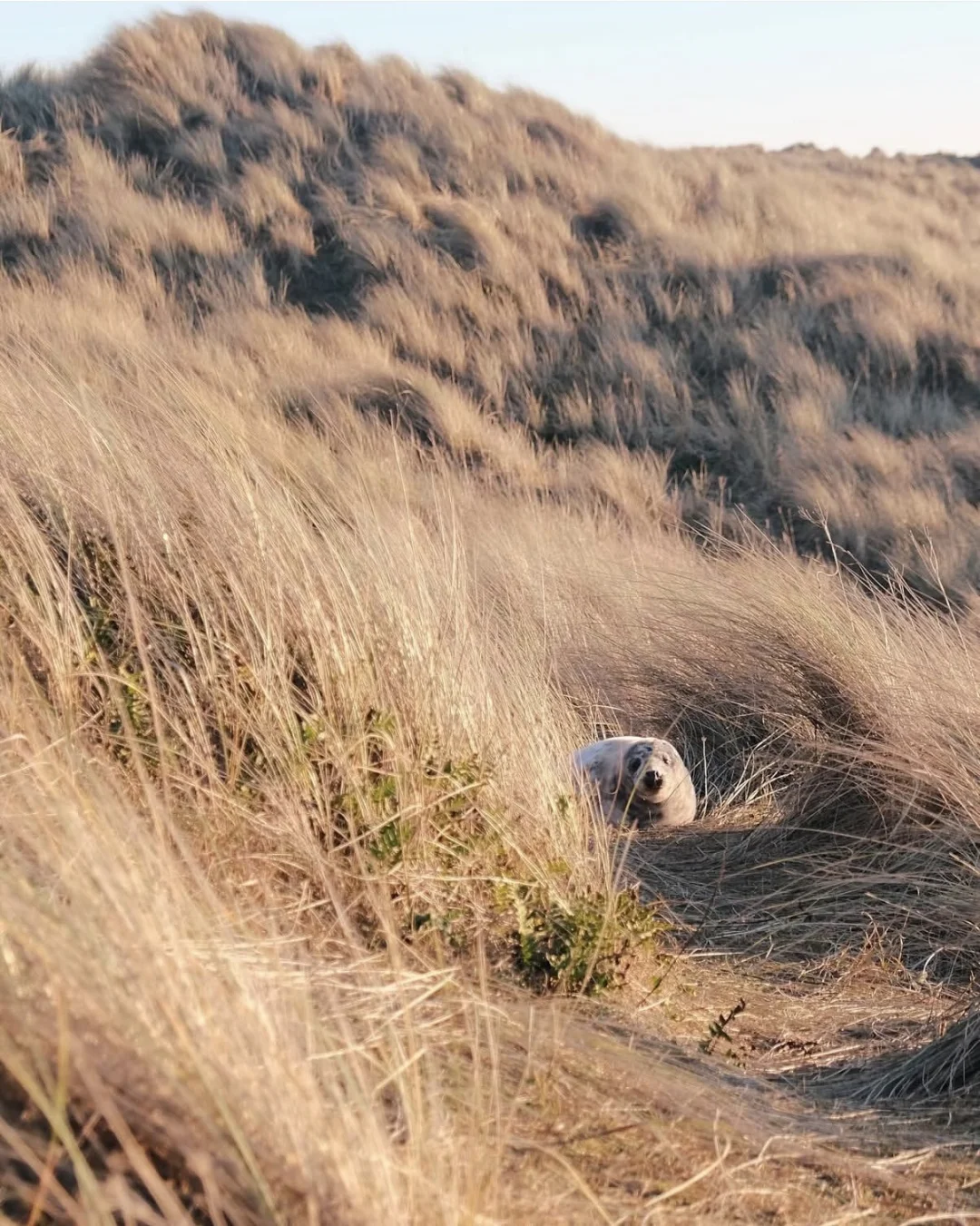 又到英国一年一度看野生小海豹时📍附攻略