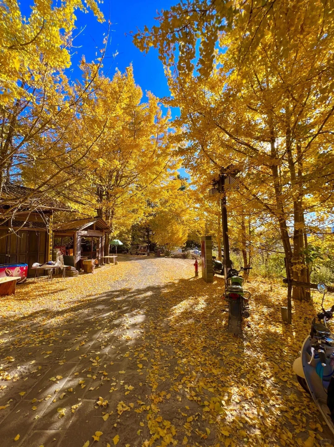 为了这国内唯一古银杏村，也要去一次腾冲‼️