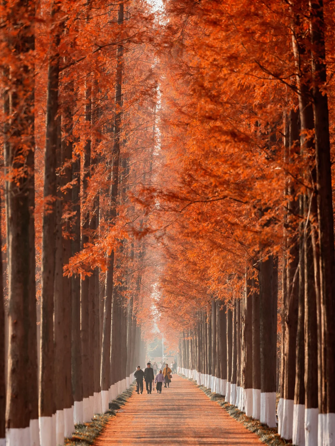 美到失语‼️我在初冬的盐城找到了童话森林