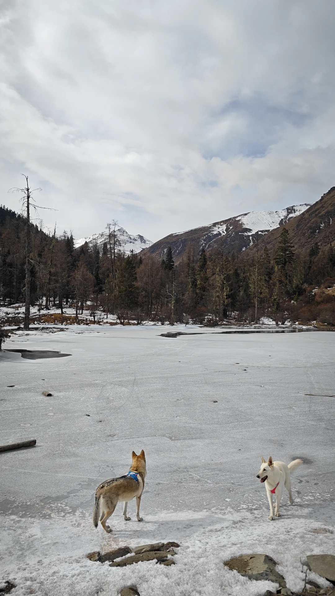 玛嘉沟才是带狗天堂吧