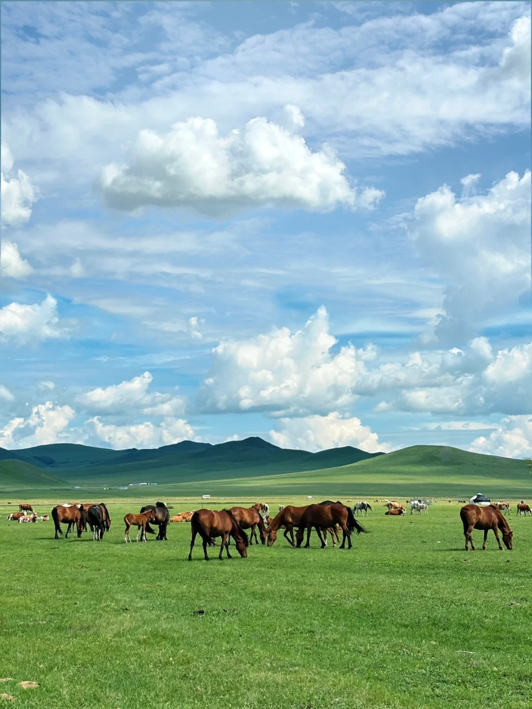 夏天总要去一次大草原吧🐎