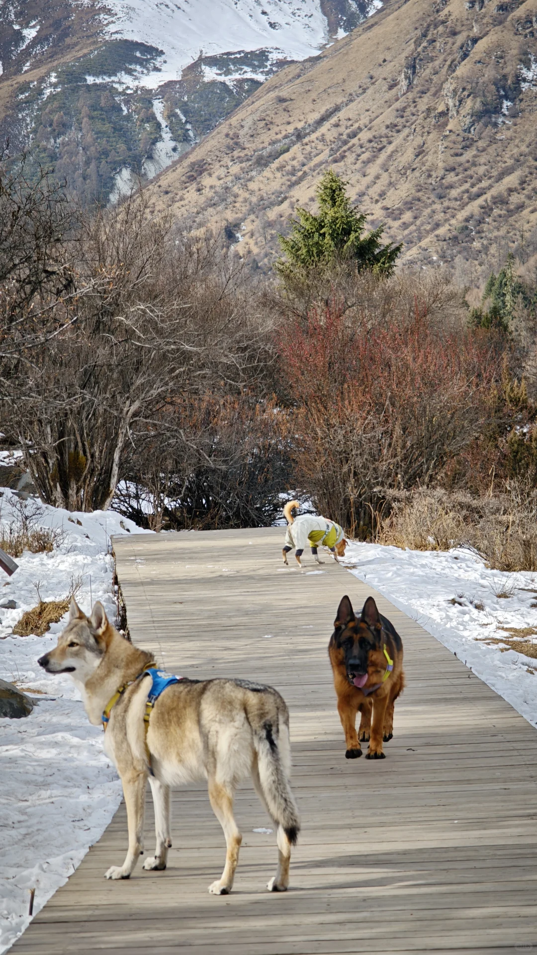 玛嘉沟才是带狗天堂吧