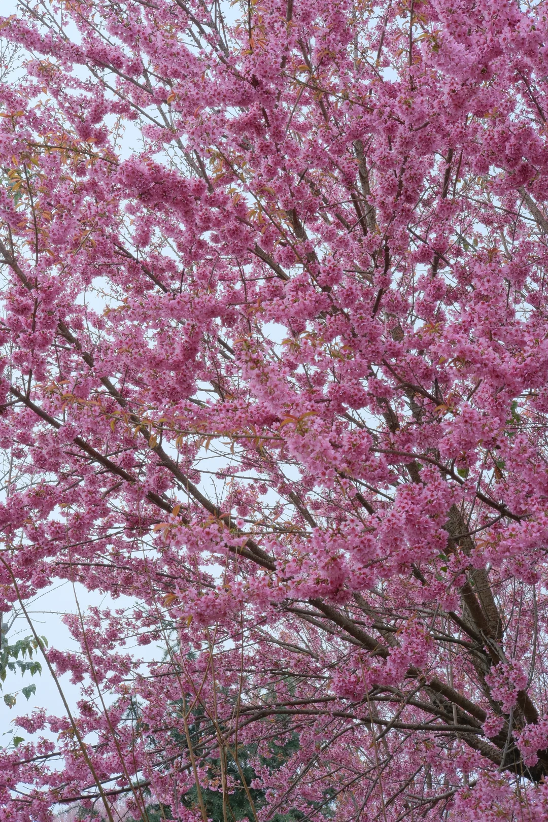 📷宜良福眼景区冬樱花🌸