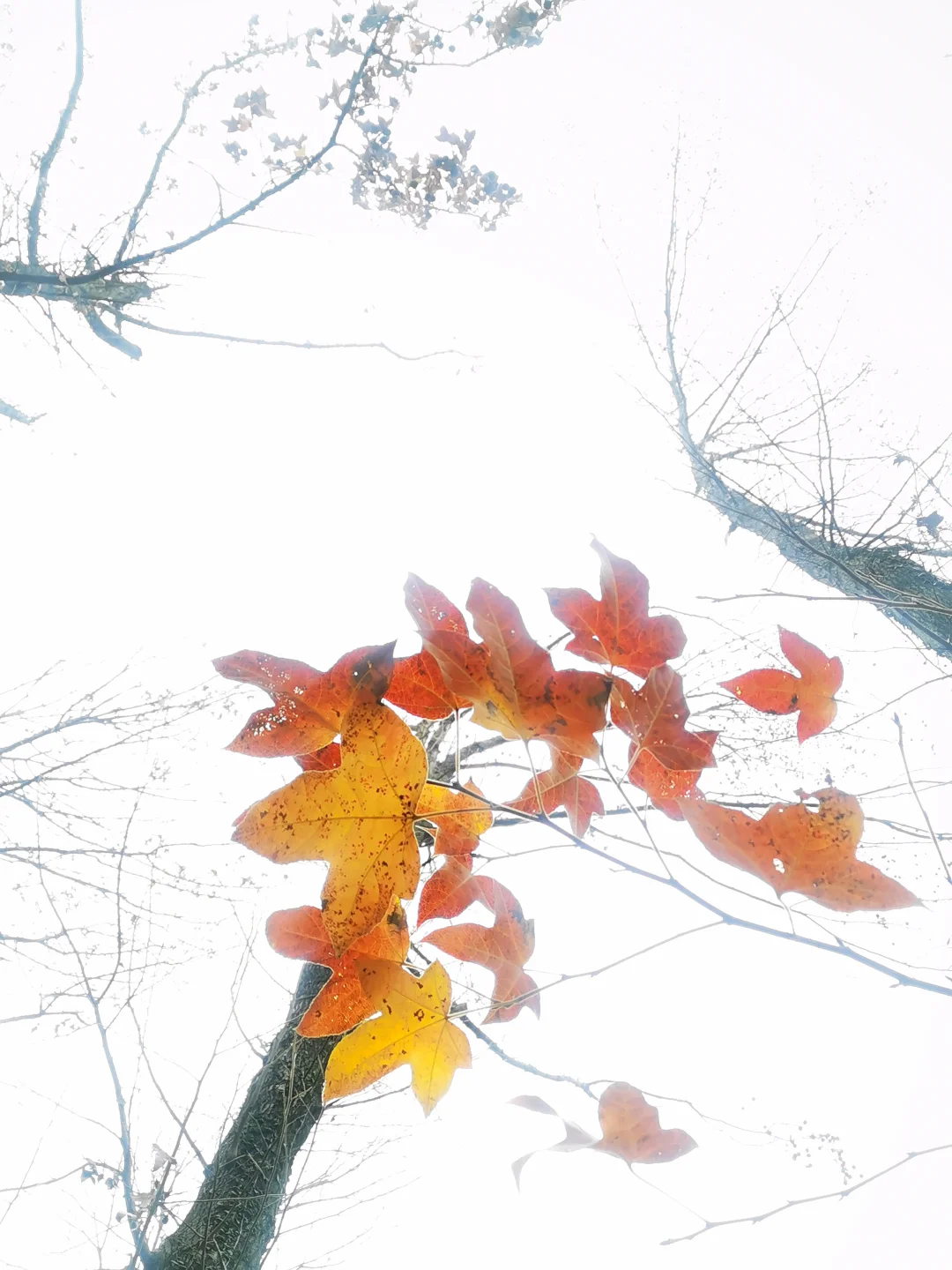 武汉徒步被问爆的小众治愈路线🌿古寺灵树