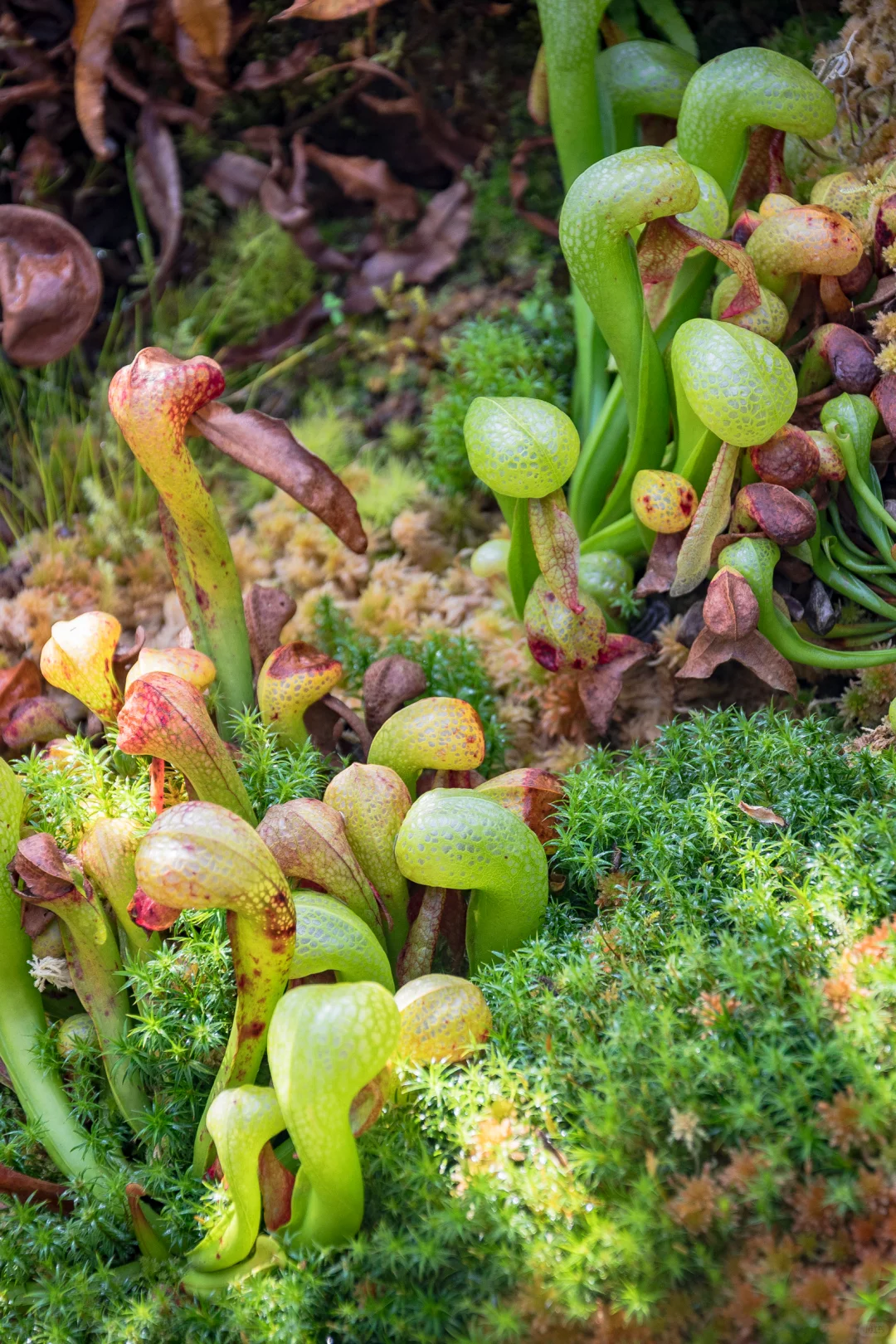 植物爱好者的天堂，昆明必玩景点扶荔宫攻略