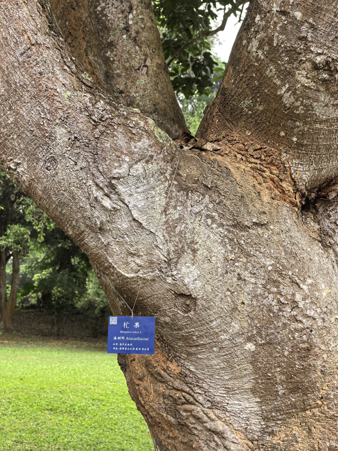 版纳必玩的两个景点