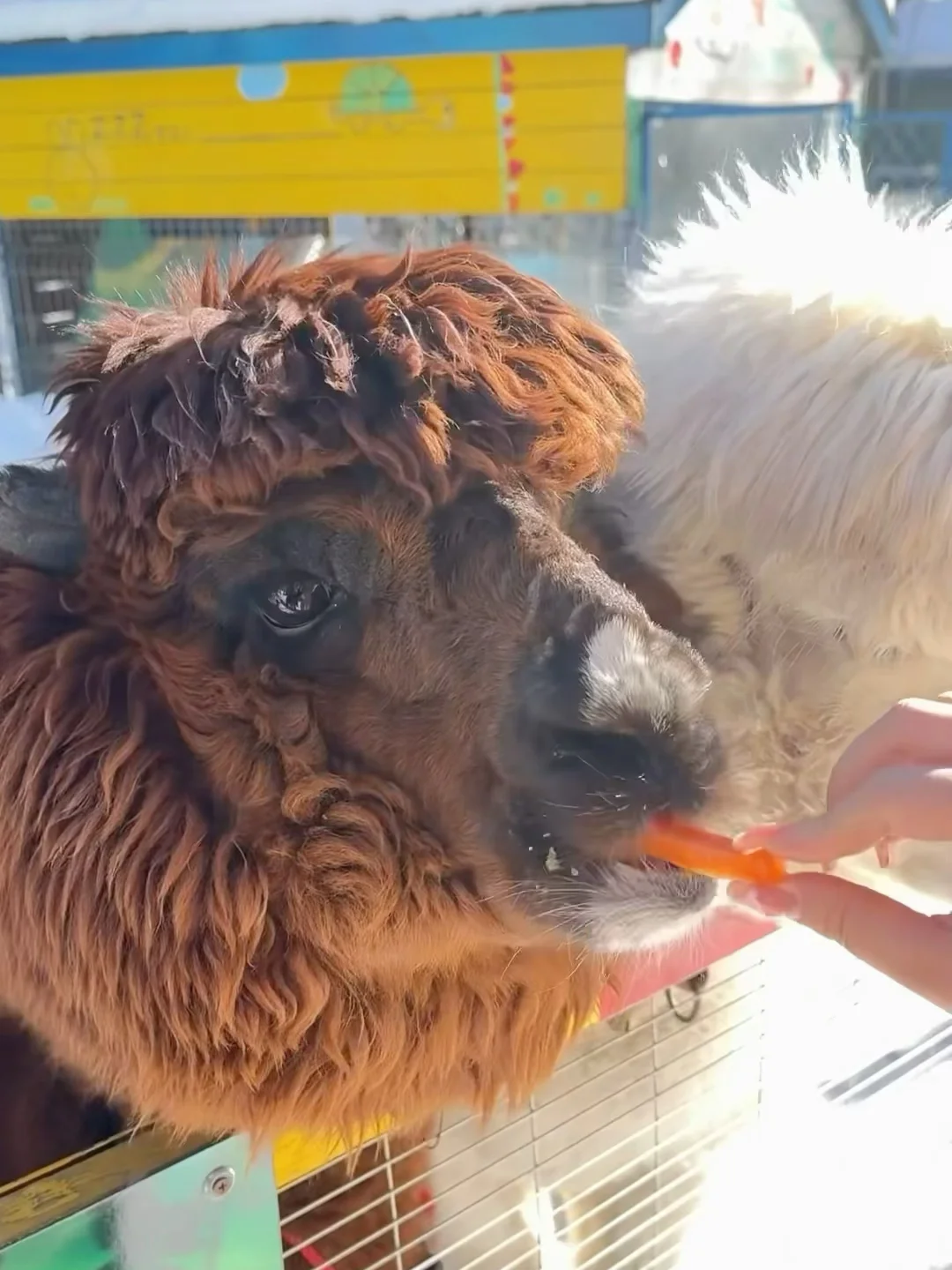 📸长白山必打卡！冬日氛围感项目合集