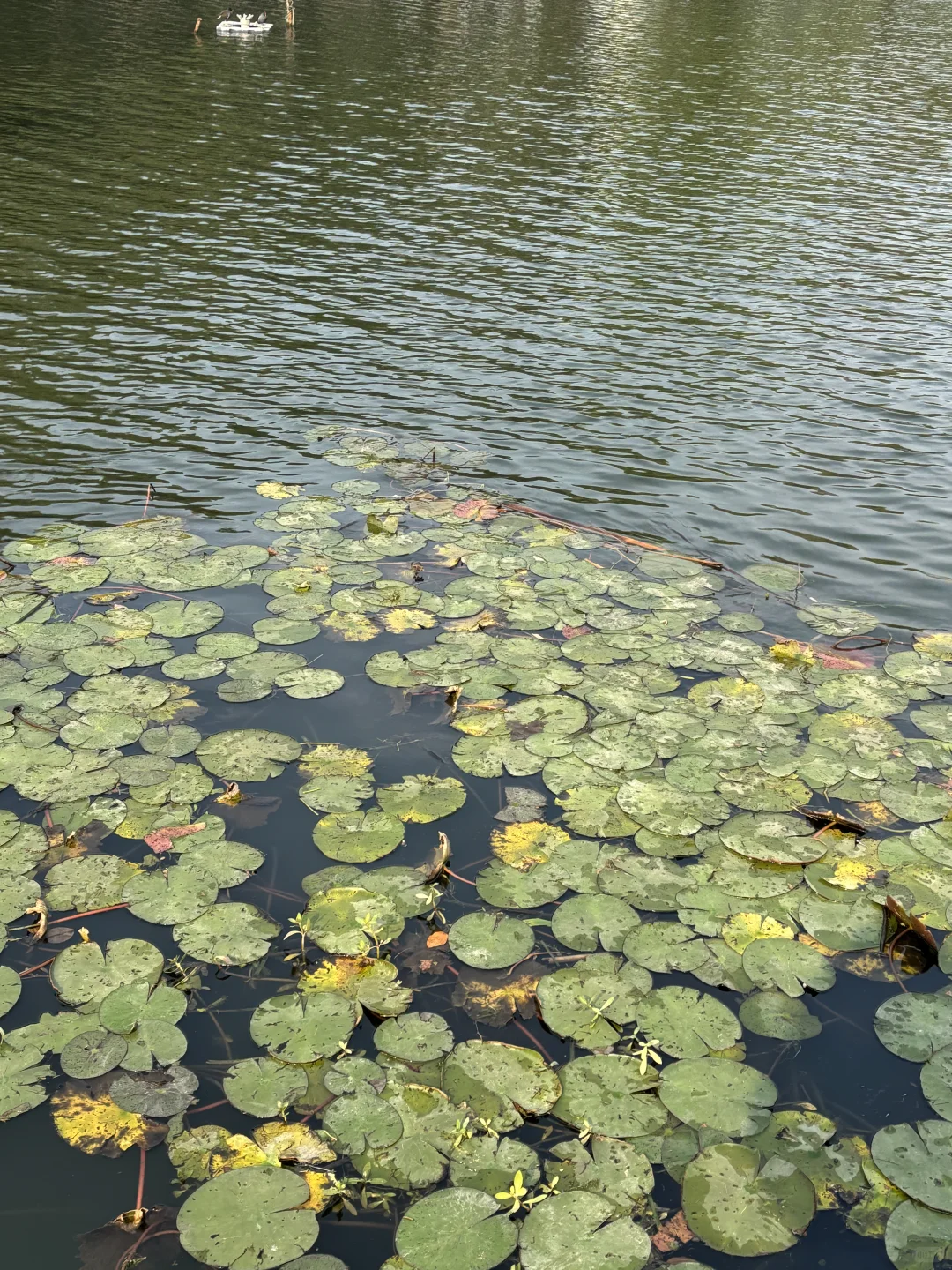 武汉大学生没课去哪玩