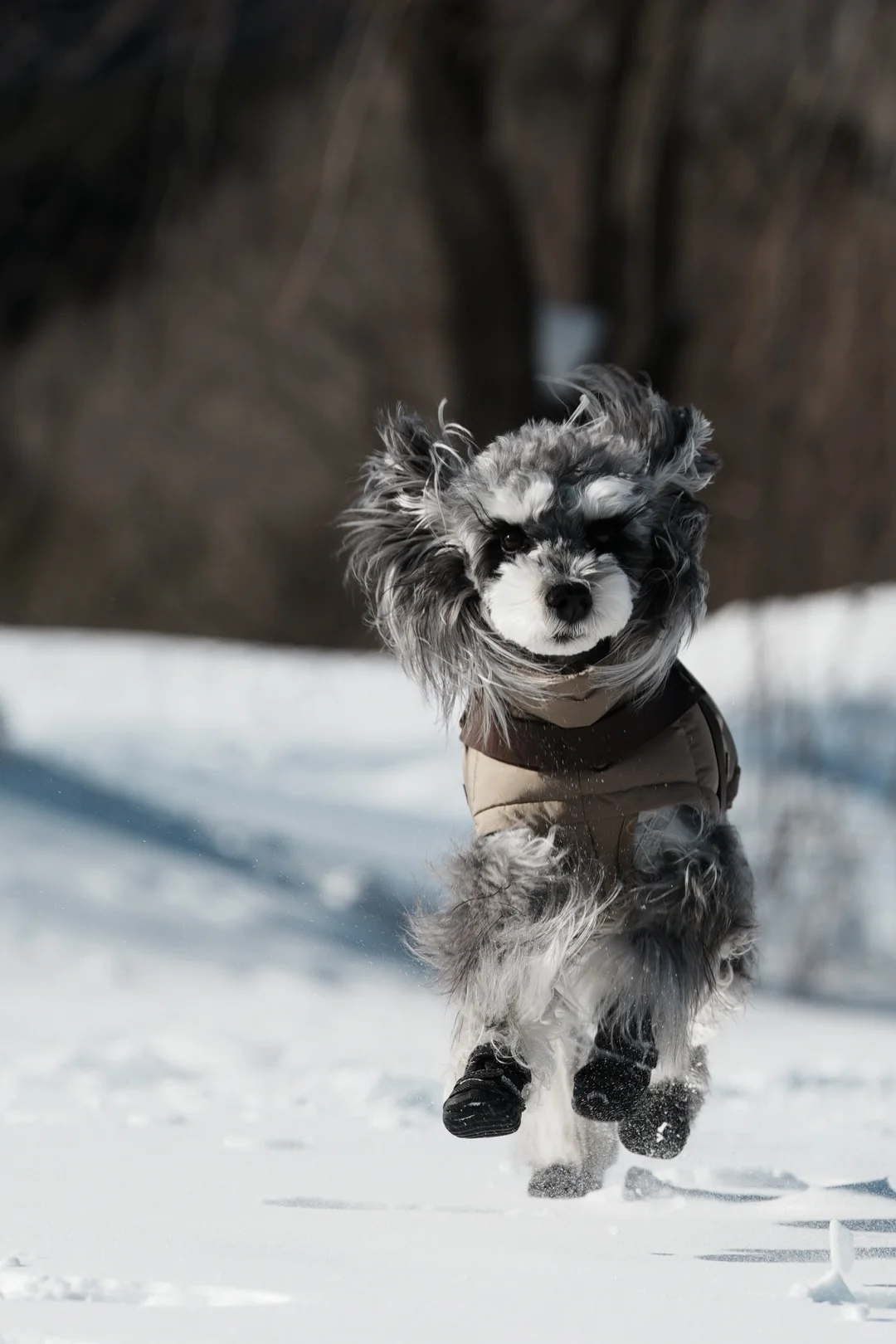 北京遛狗党!玉渡山玩雪太快乐了