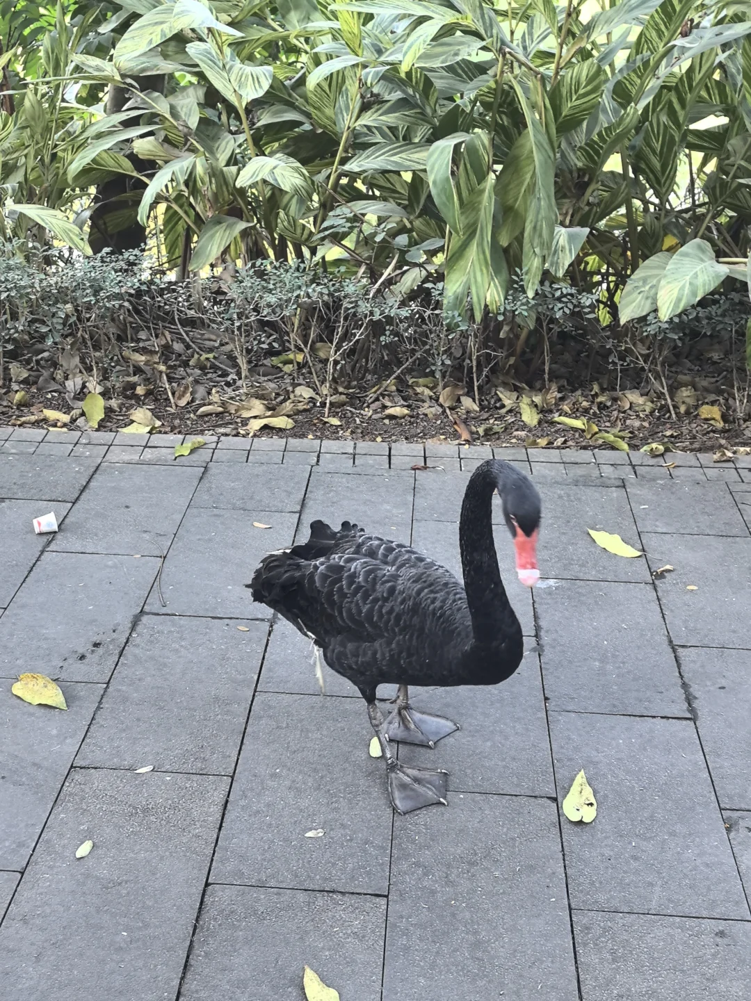 版纳必玩的两个景点