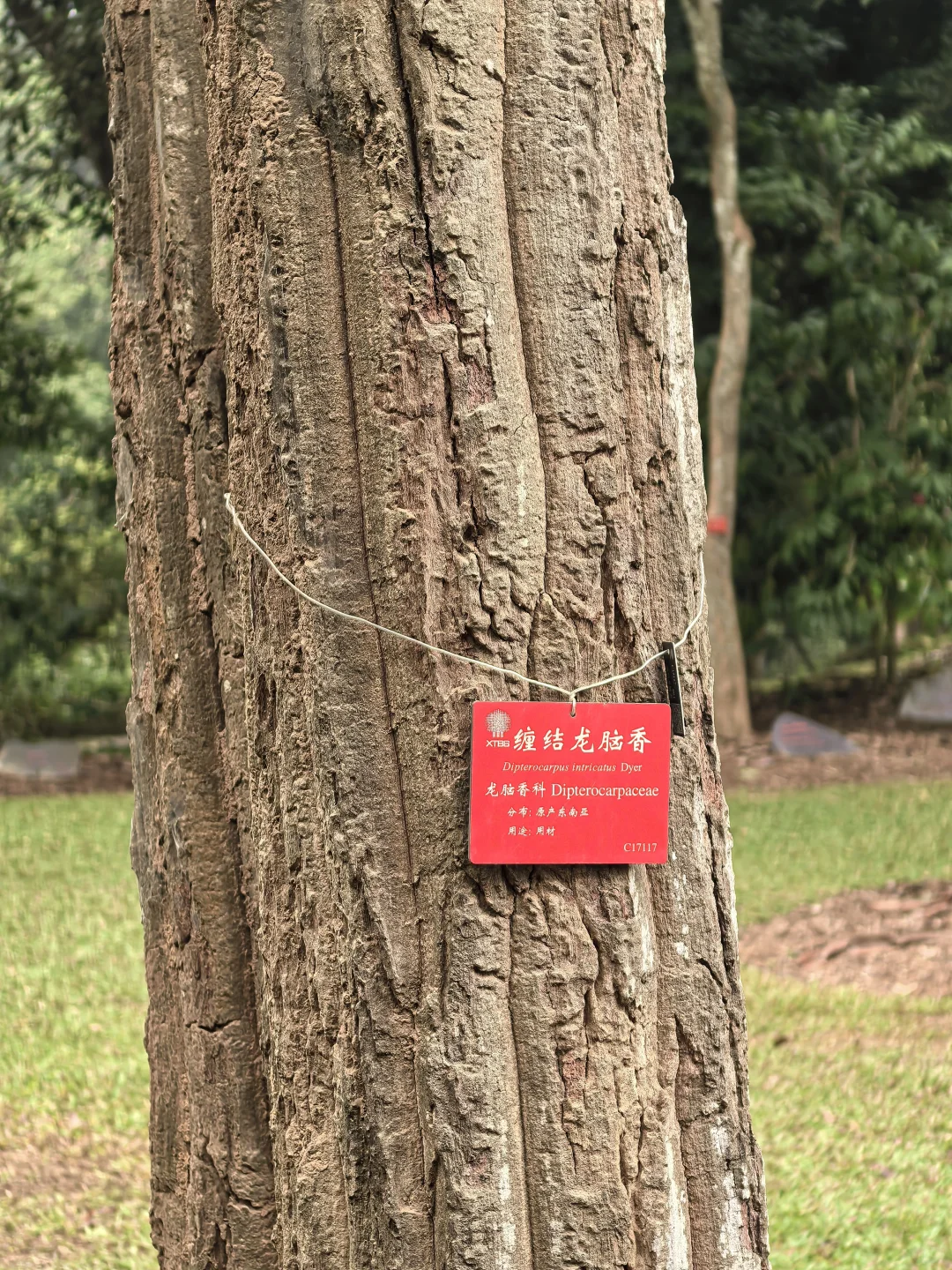 版纳必玩的两个景点