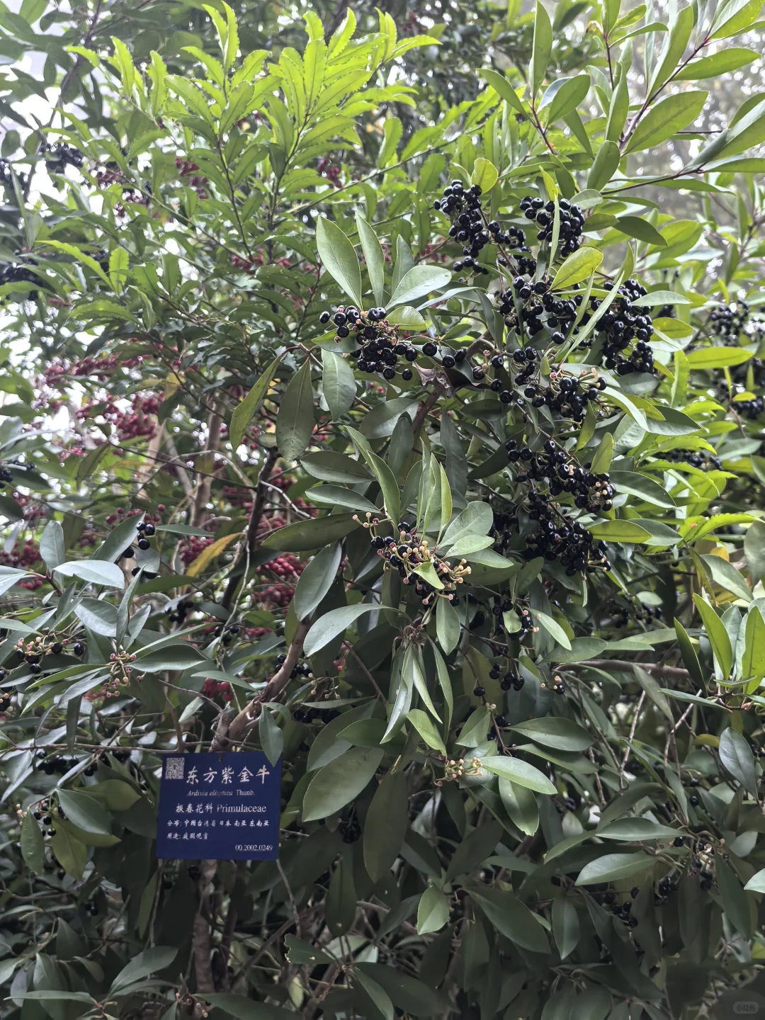 版纳必玩的两个景点