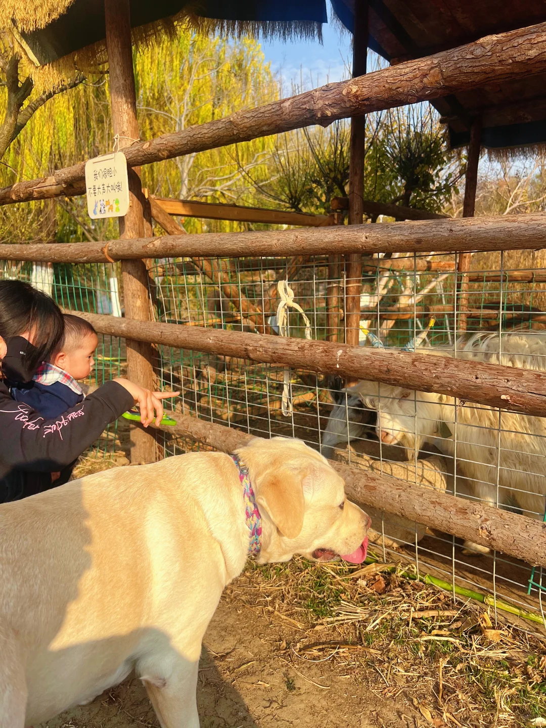 杭州开车1.5h的景区|太适合遛娃遛狗啦