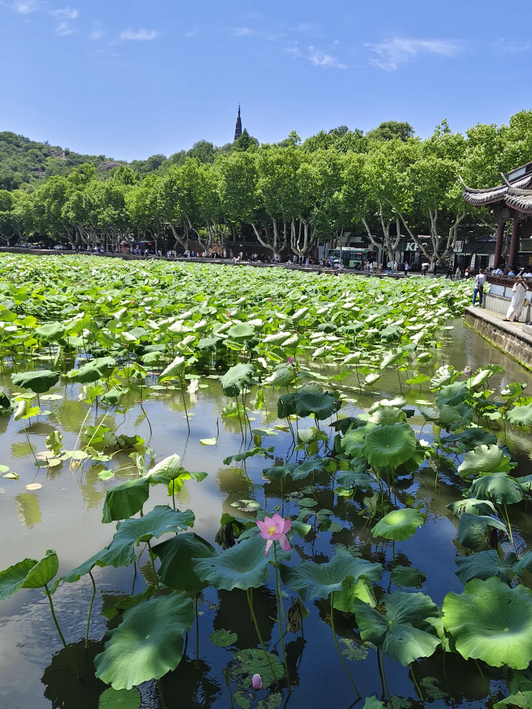 晴天的杭州怎么拍都出片📷