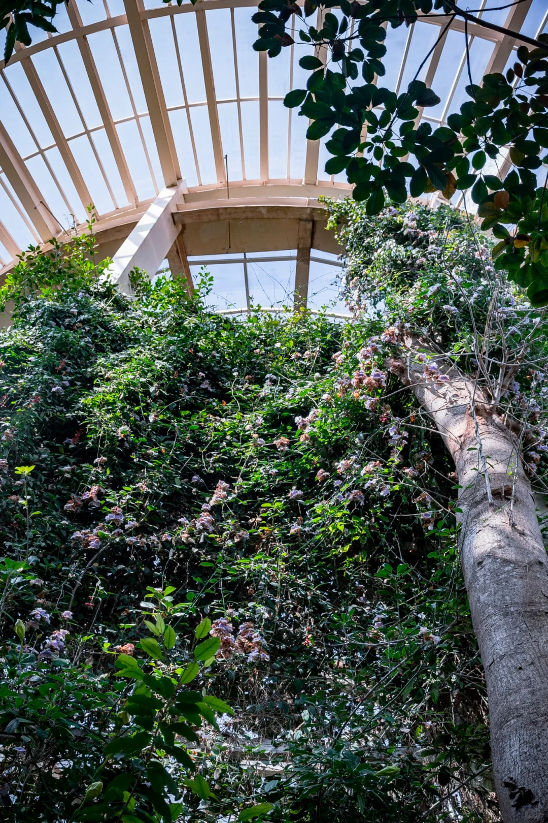 植物爱好者的天堂，昆明必玩景点扶荔宫攻略