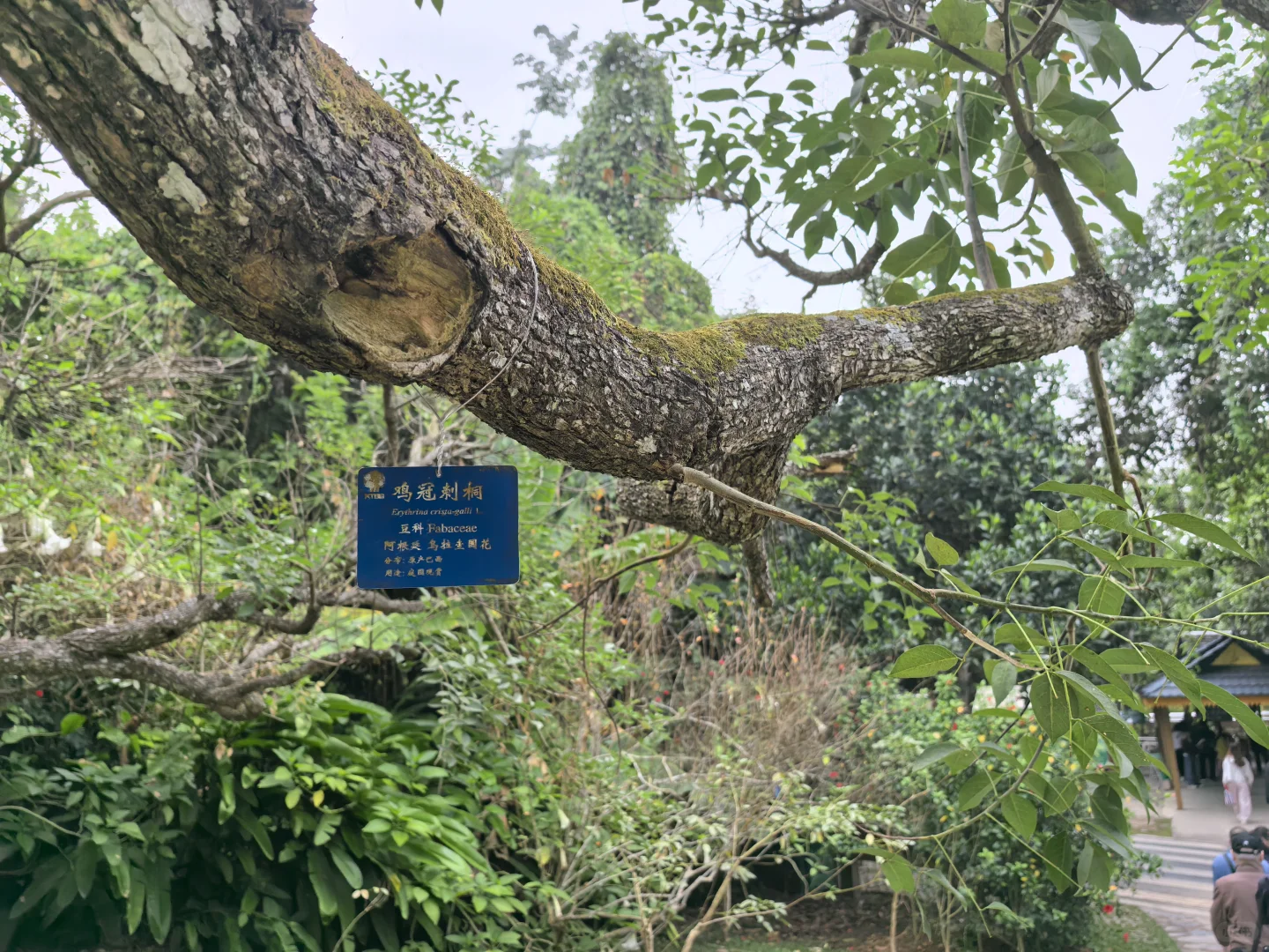 版纳必玩的两个景点