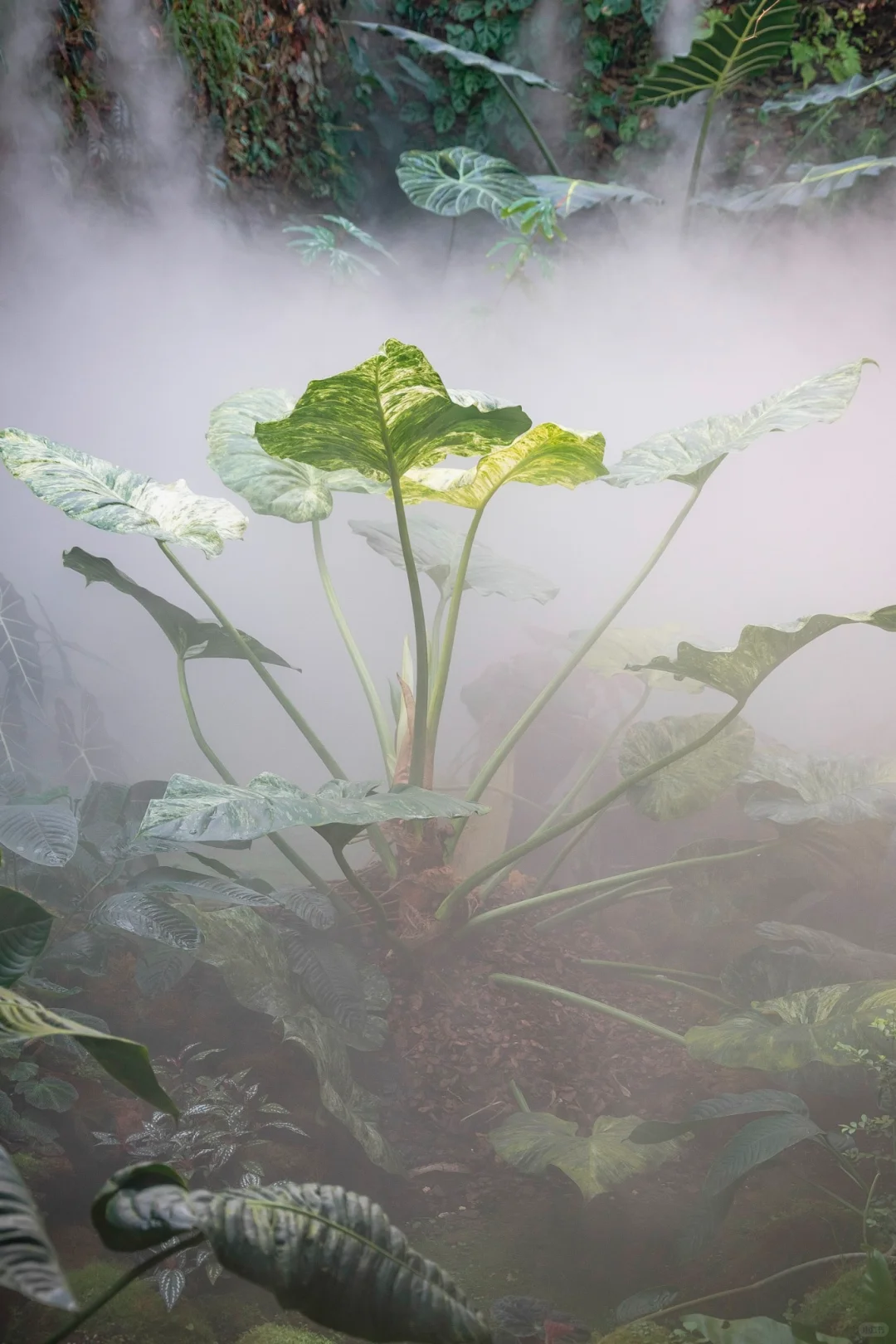 植物爱好者的天堂，昆明必玩景点扶荔宫攻略