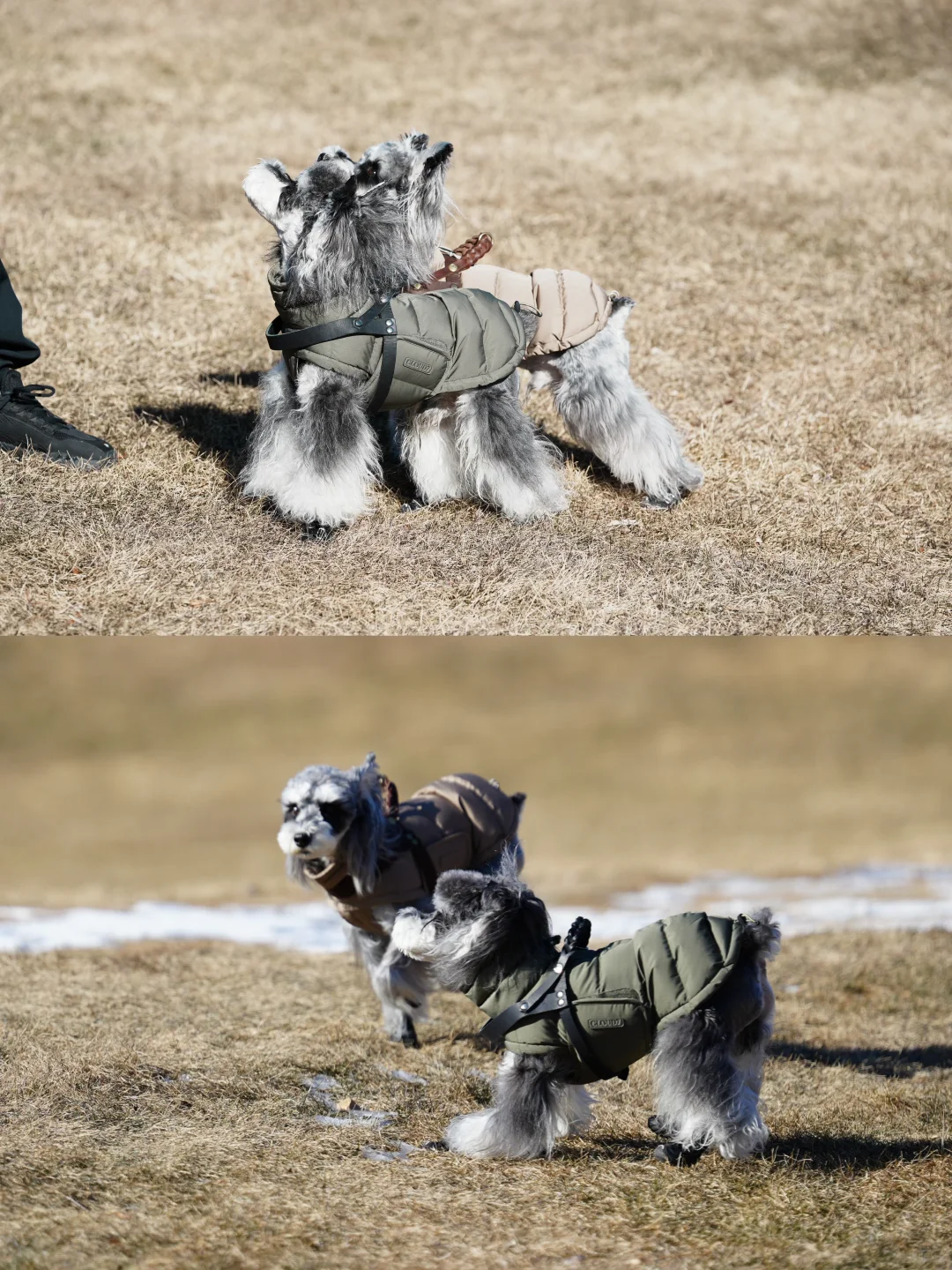 北京遛狗党!玉渡山玩雪太快乐了