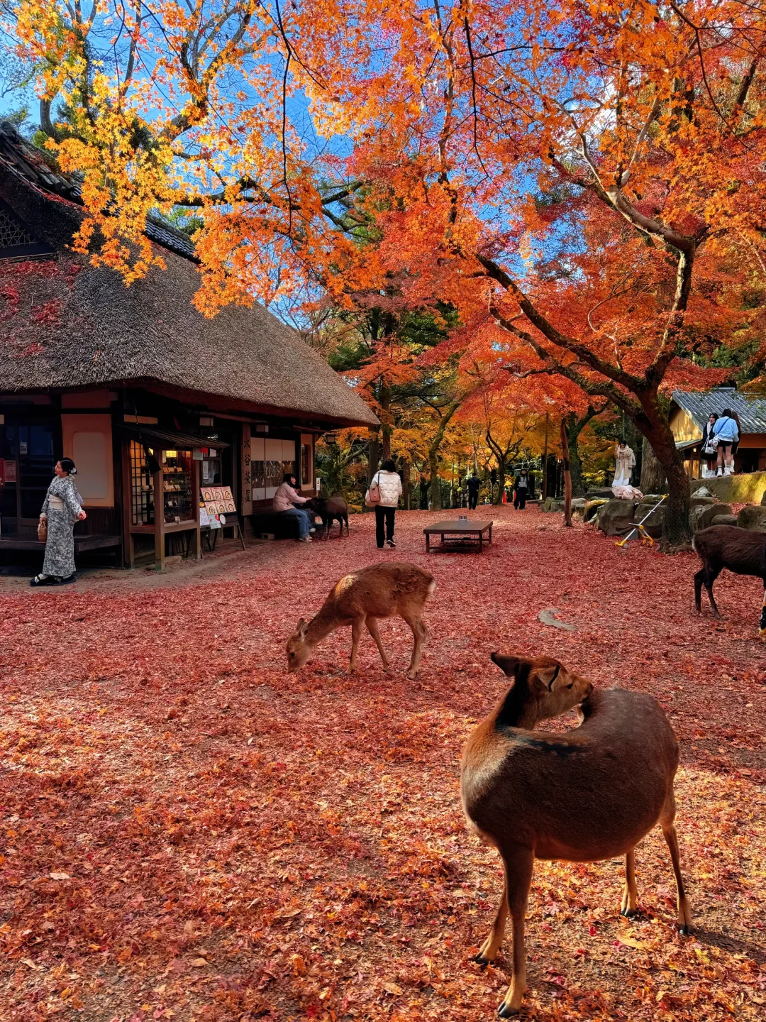 用实况打开红叶季🍁京都真的没有对手🍂
