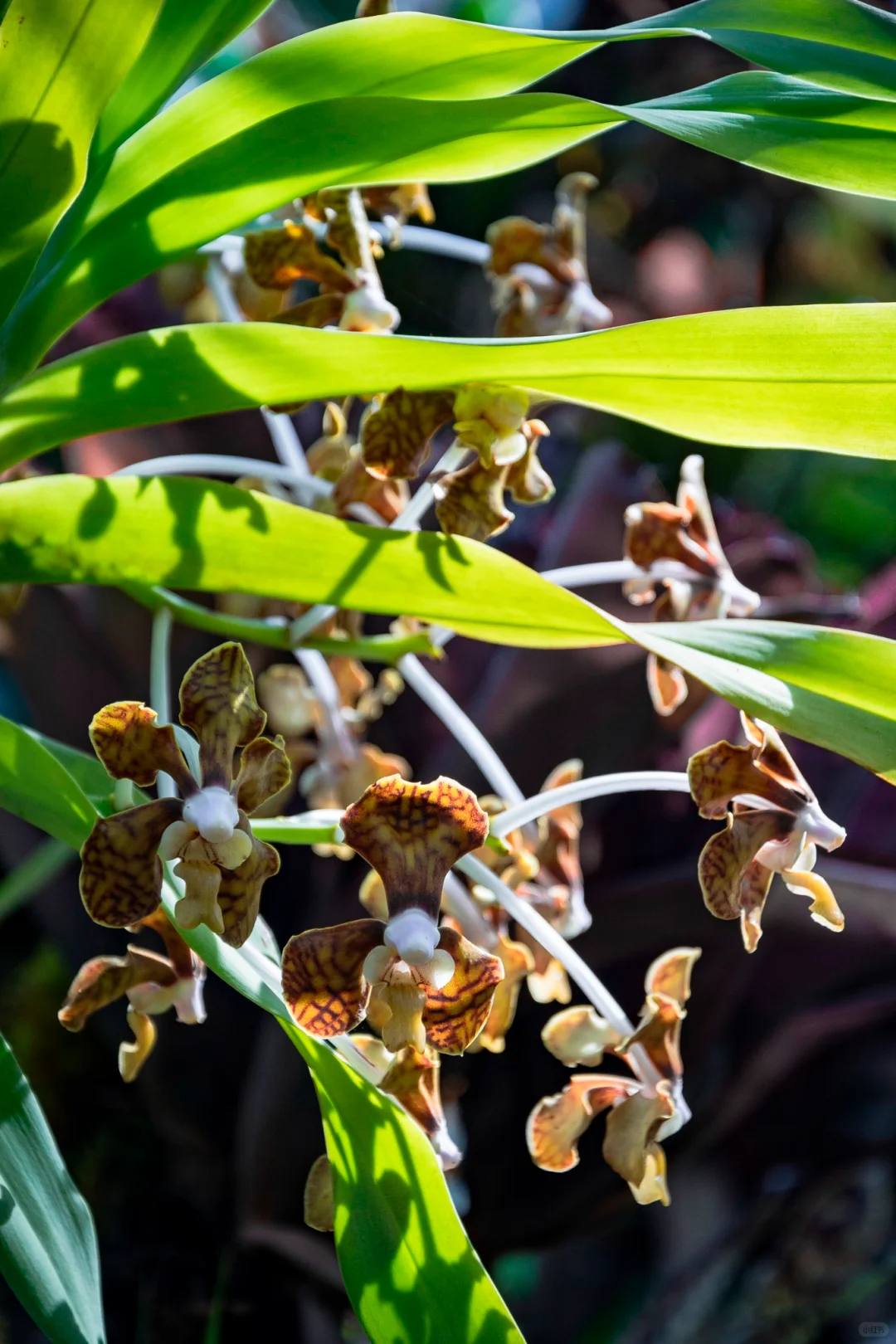 植物爱好者的天堂，昆明必玩景点扶荔宫攻略