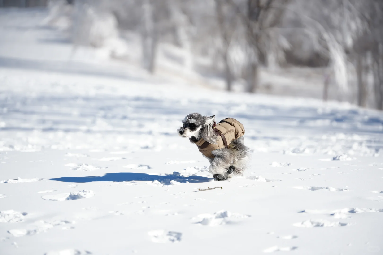 北京遛狗党!玉渡山玩雪太快乐了