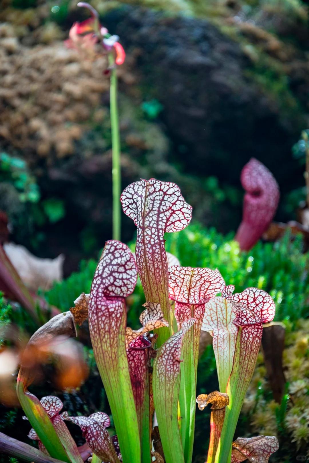 植物爱好者的天堂，昆明必玩景点扶荔宫攻略