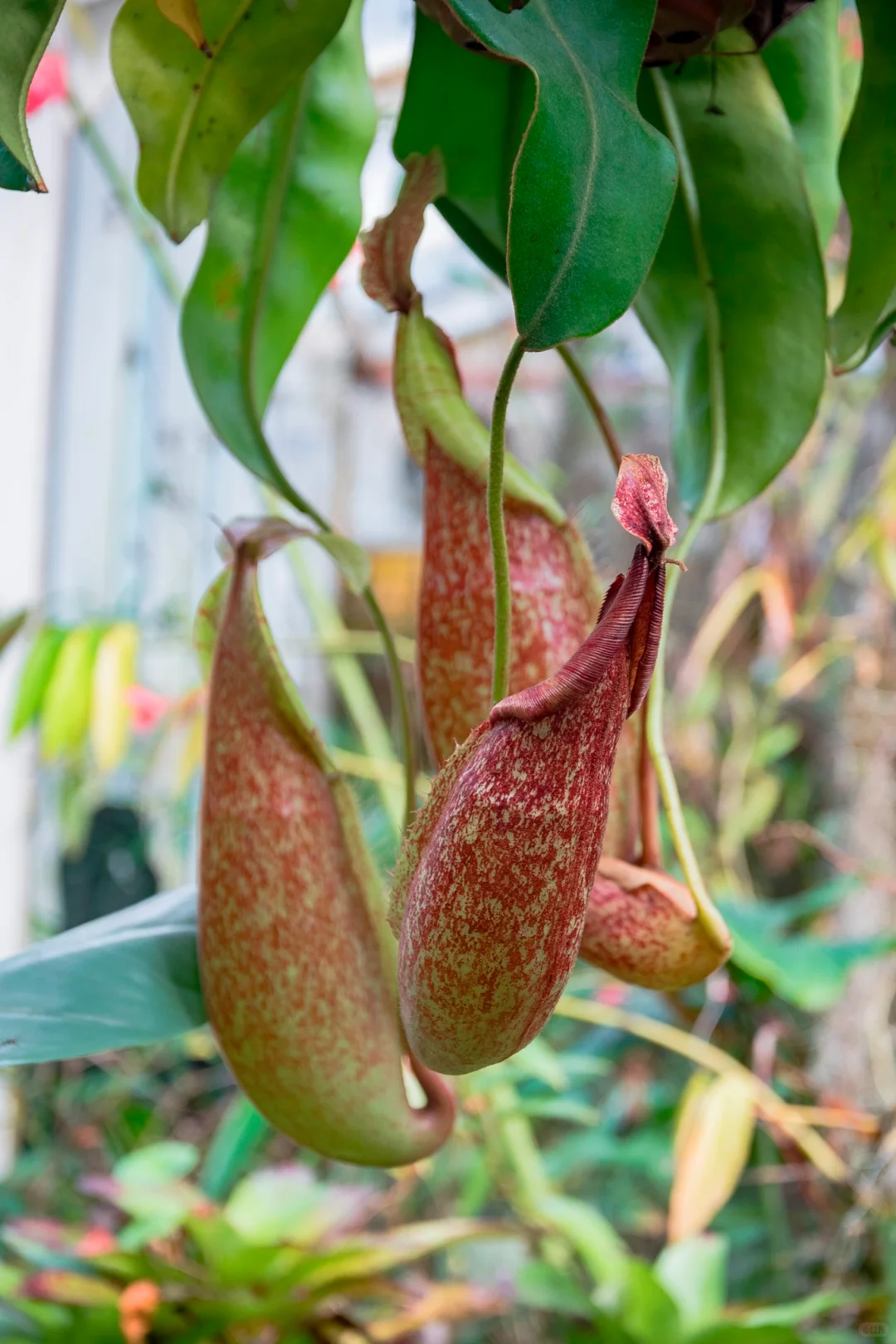 植物爱好者的天堂，昆明必玩景点扶荔宫攻略