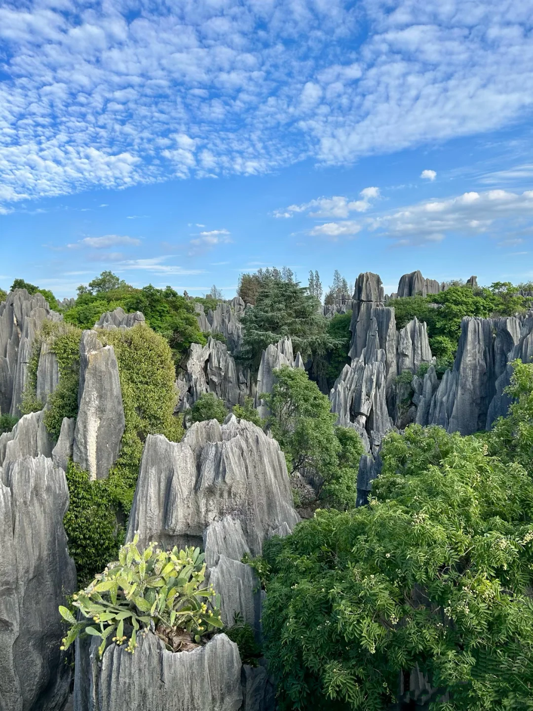 ✈️临沂双飞云南6日纯玩团