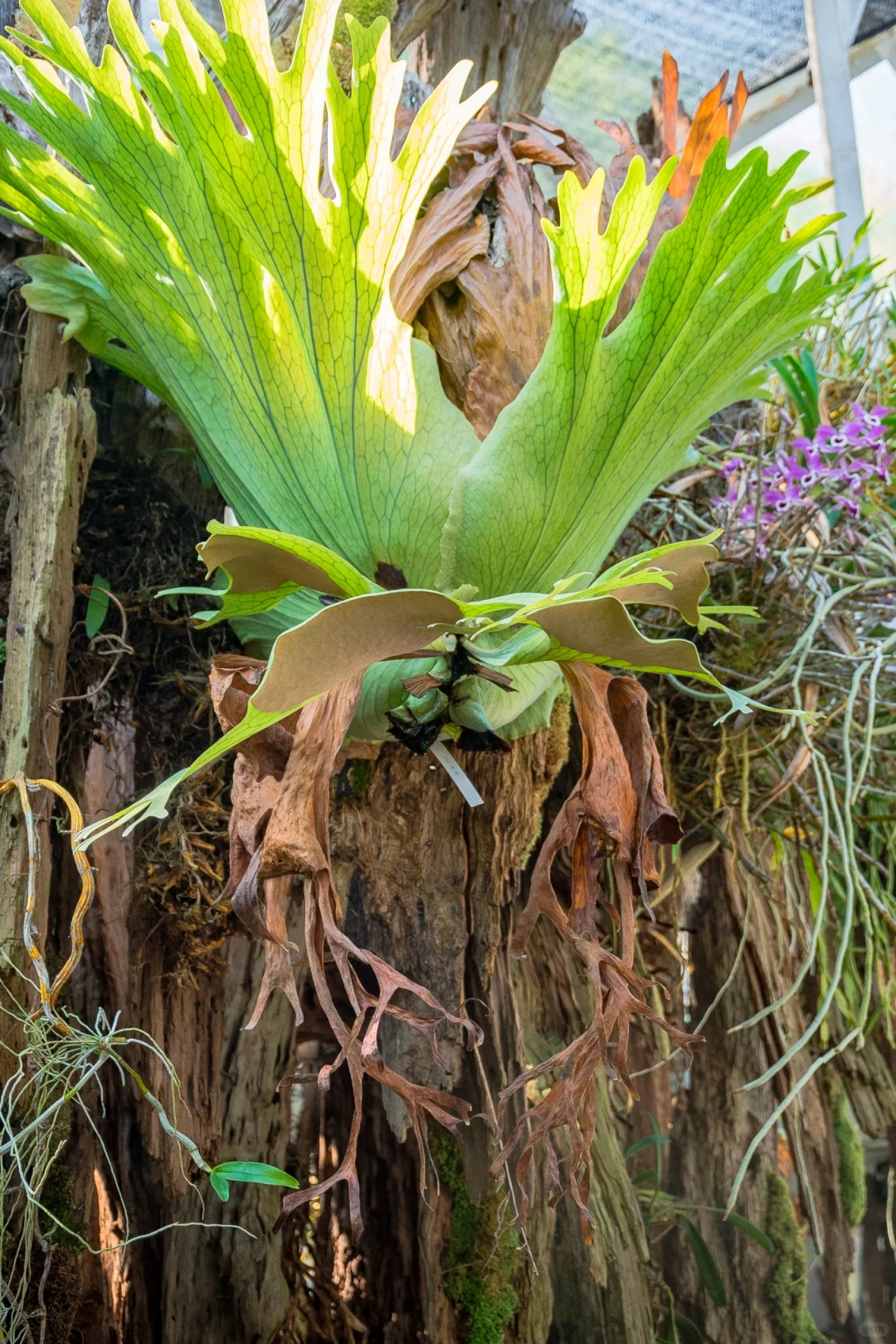 植物爱好者的天堂，昆明必玩景点扶荔宫攻略