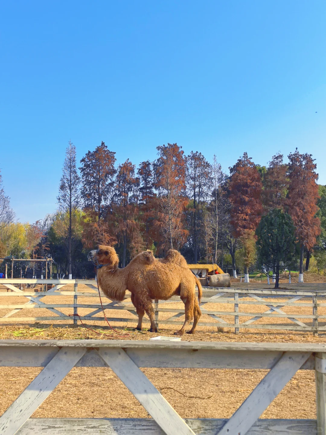 杭州开车1.5h的景区|太适合遛娃遛狗啦