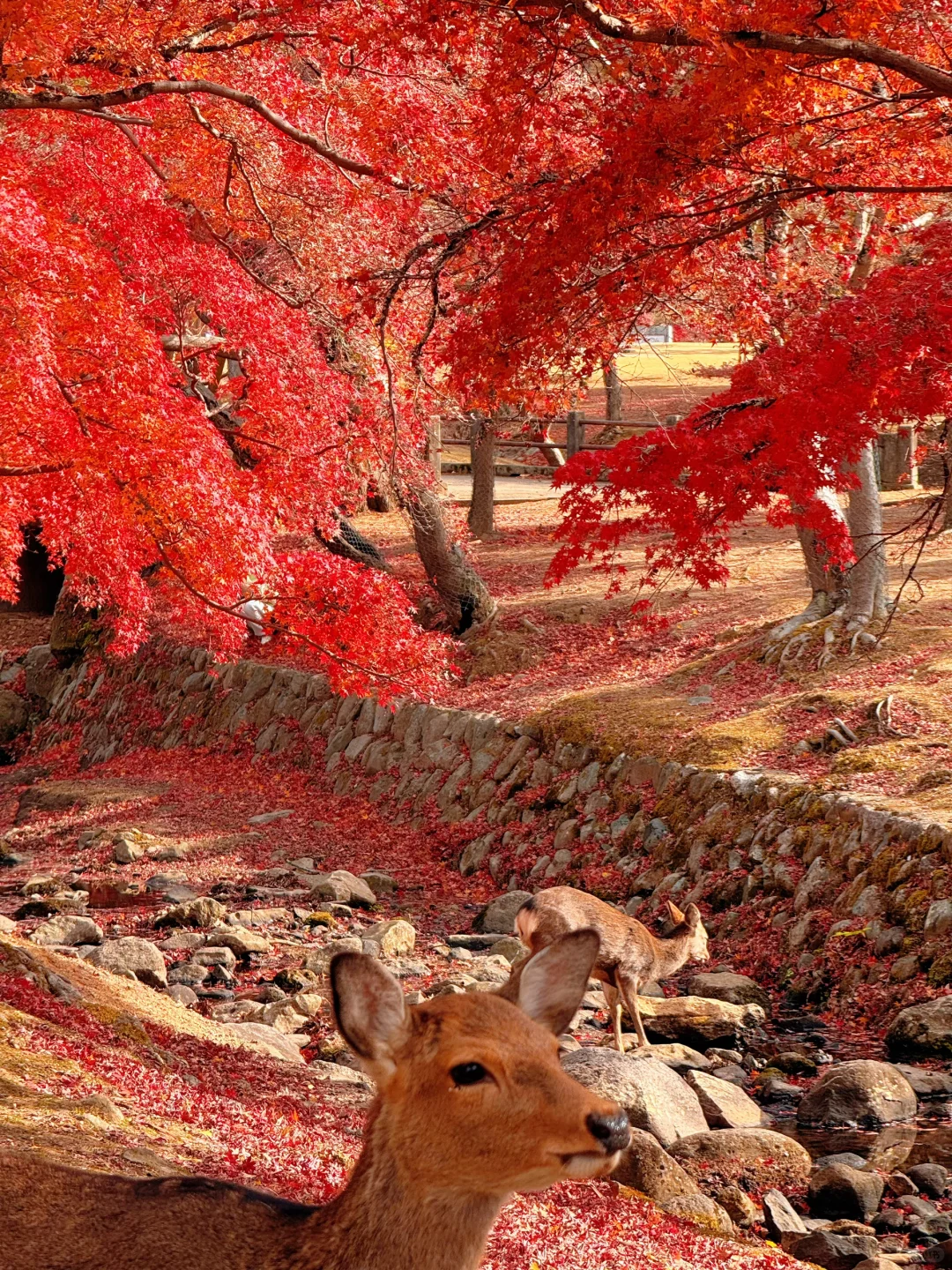 用实况打开红叶季🍁京都真的没有对手🍂