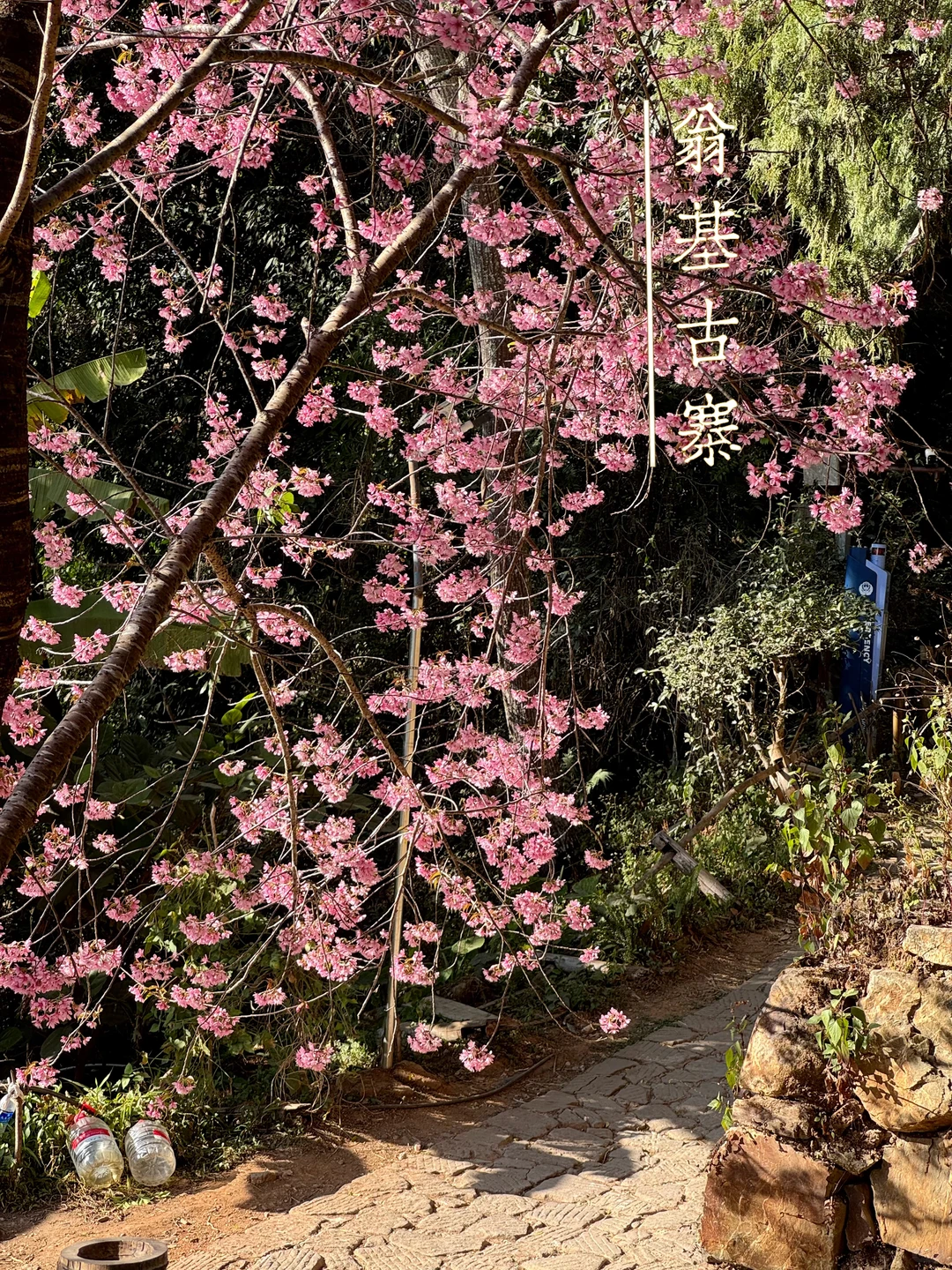 最值得去的小众旅游地: 景迈山，早去早享受