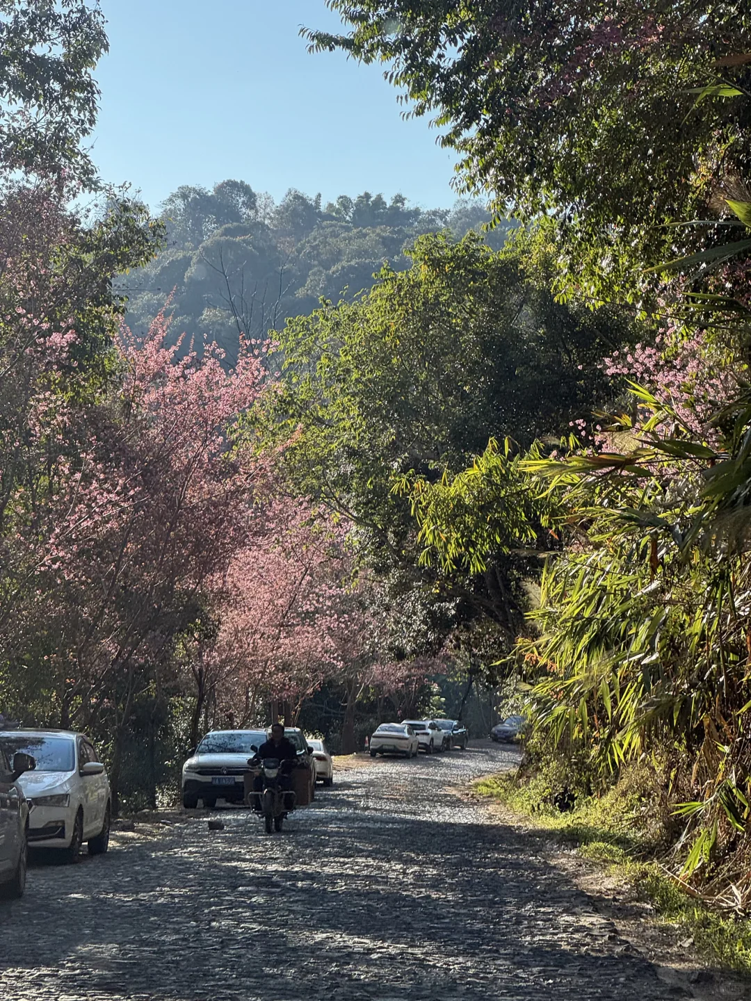 最值得去的小众旅游地: 景迈山，早去早享受