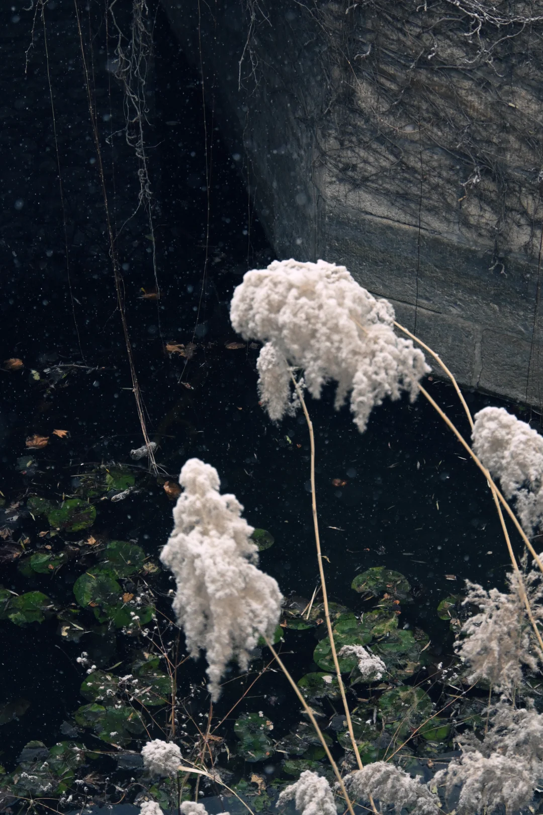 古法过冬丨上下一白