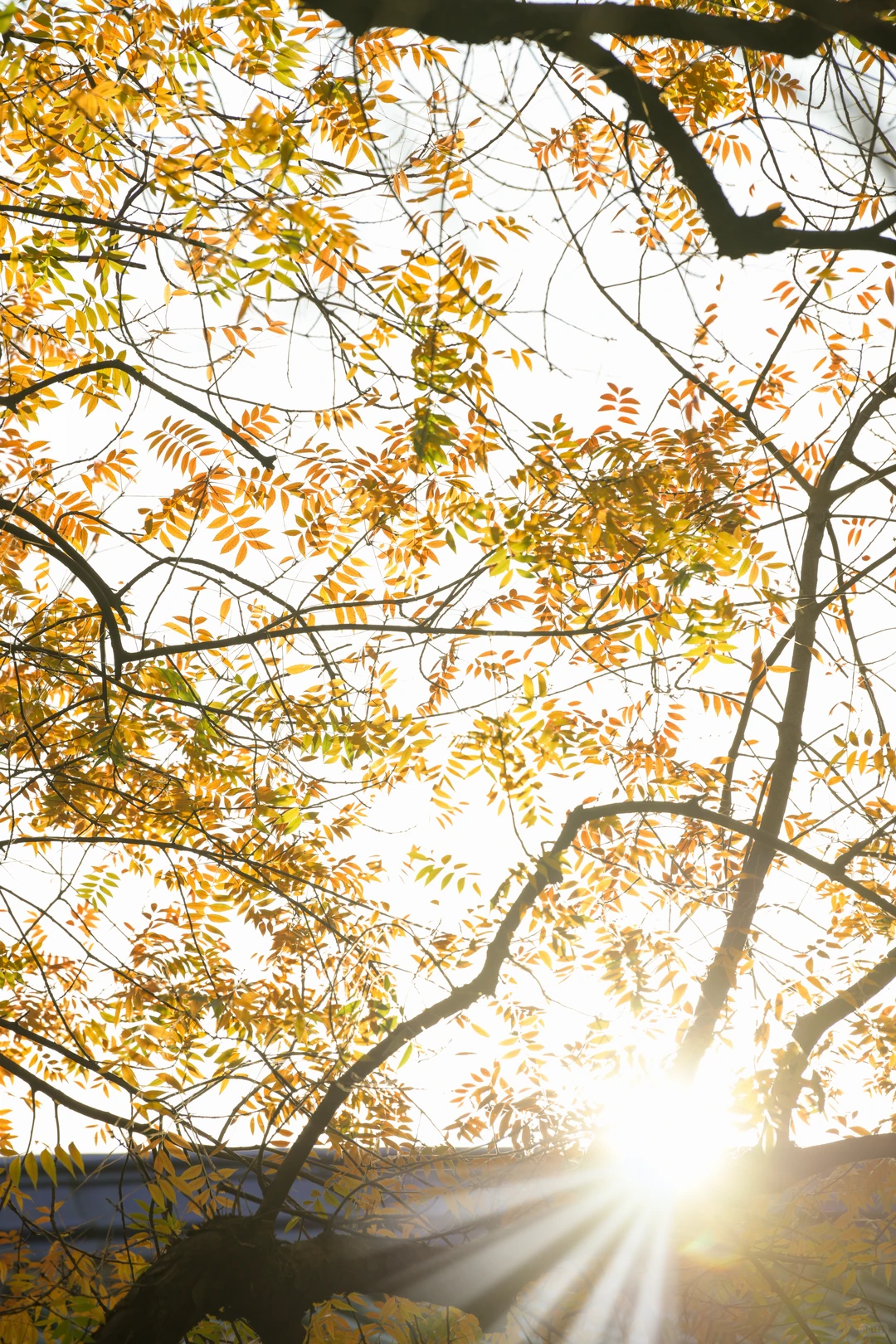 金陵的深秋，是一幅幅斑斓的油画🖼️