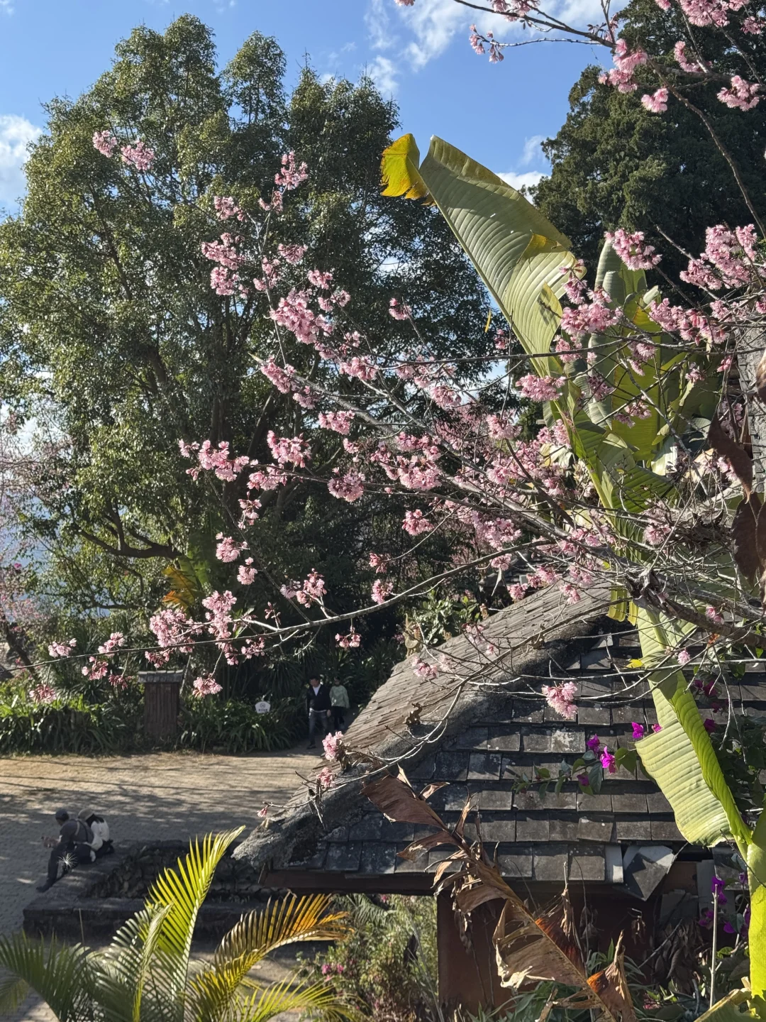 最值得去的小众旅游地: 景迈山，早去早享受