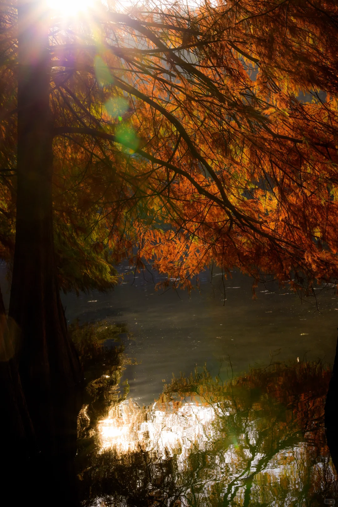 金陵的深秋，是一幅幅斑斓的油画🖼️