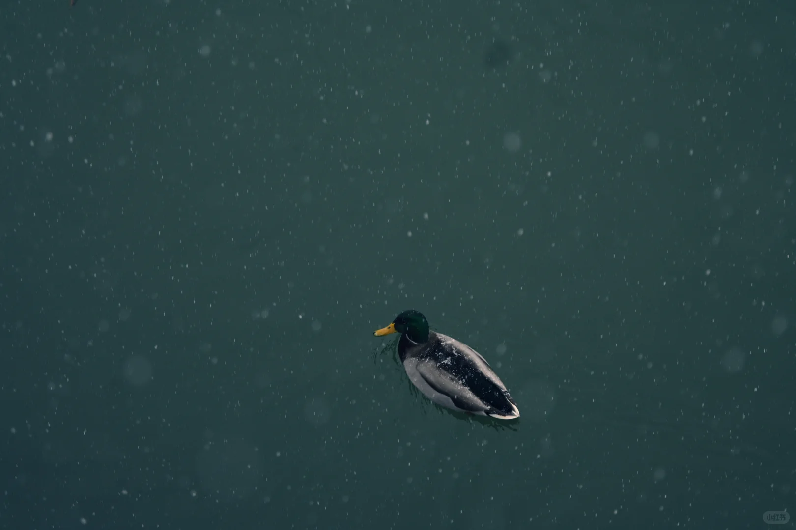 古法过冬丨上下一白