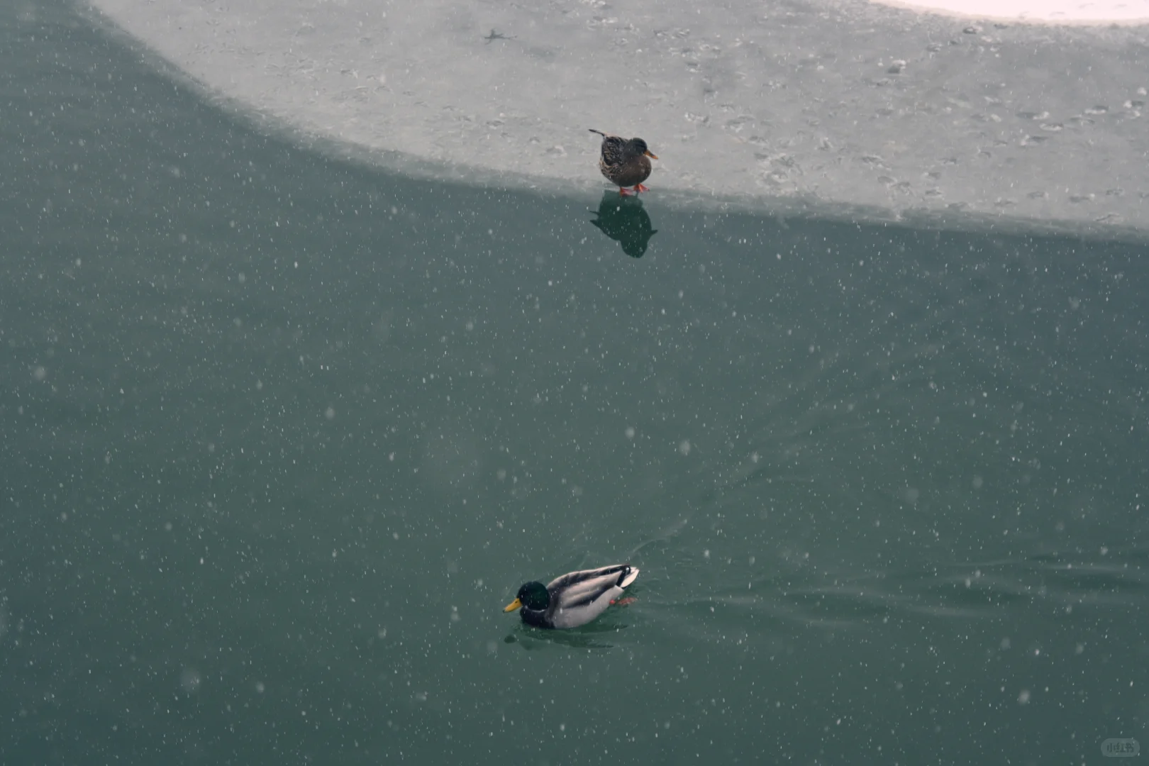 古法过冬丨上下一白