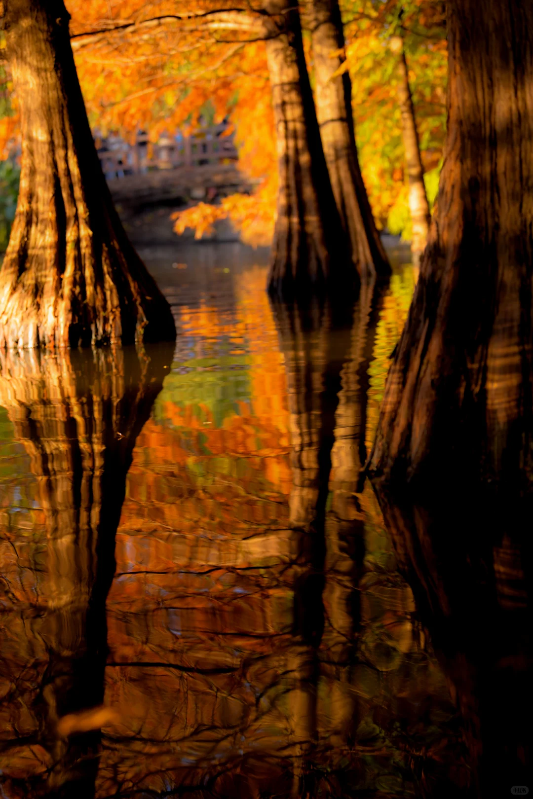 金陵的深秋，是一幅幅斑斓的油画🖼️