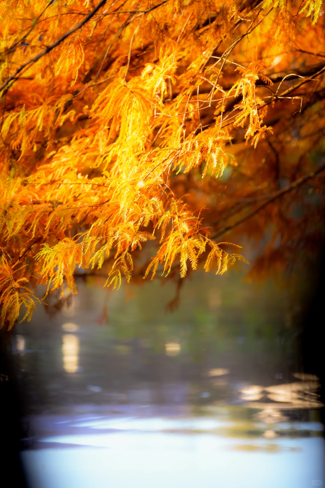 金陵的深秋，是一幅幅斑斓的油画🖼️
