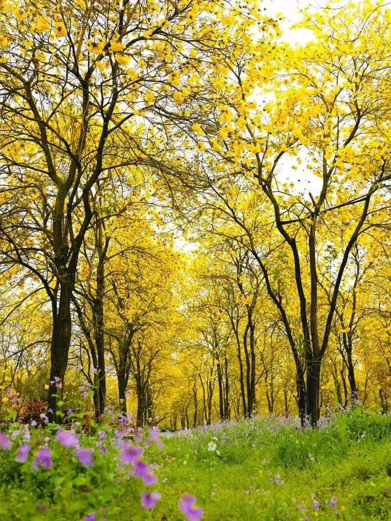 成都Citywalk:地铁19号线沿线景点及攻略