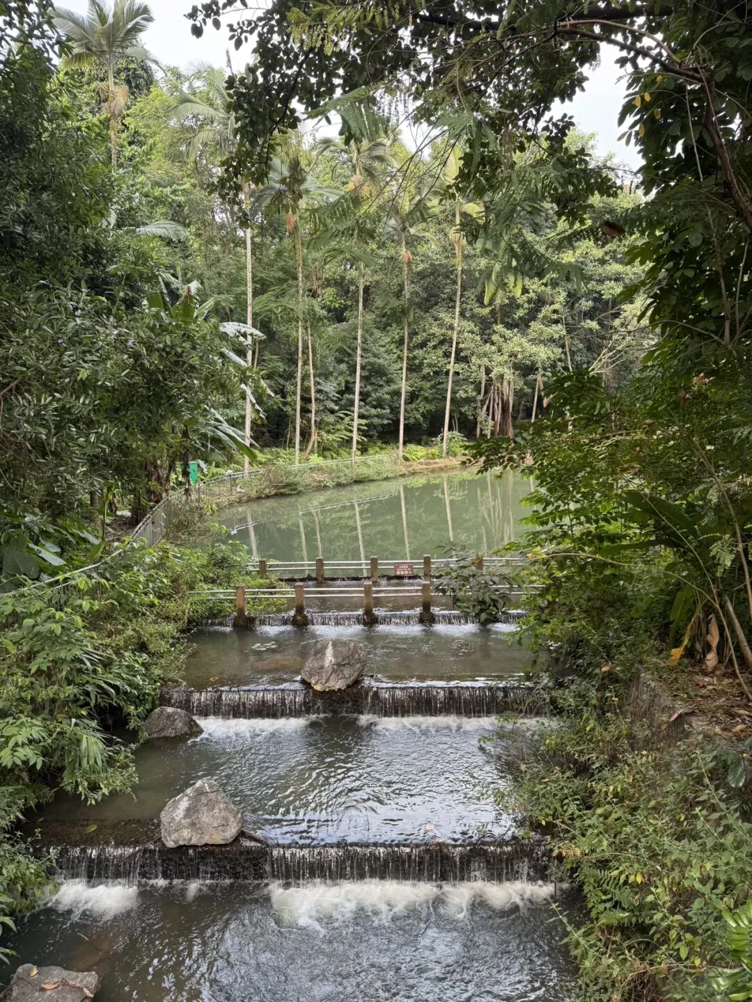 西双版纳南药园:一个被低估价值的旅游景点