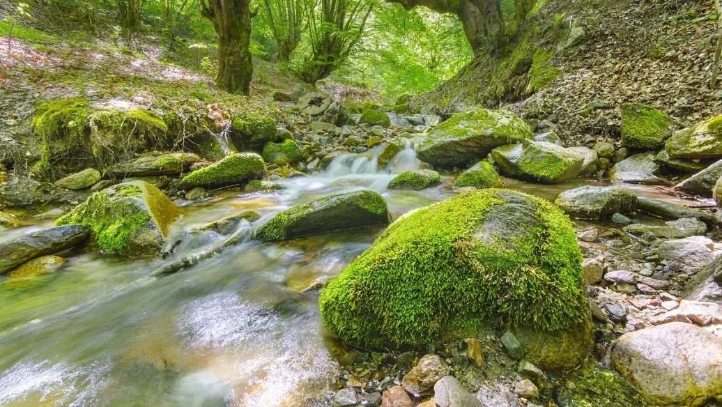 大量日本游客涌入湖南张家界,打着旅游幌子不逛天门山不吃三下锅,为什么?,日本游客图什么