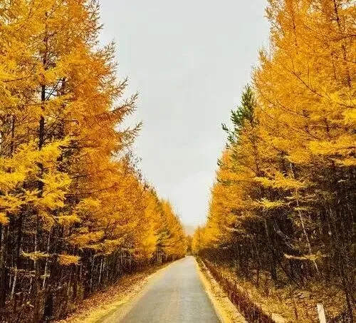 大量日本游客涌入内蒙古呼伦贝尔,打着旅游幌子不逛大草原不吃烤全羊,为什么?